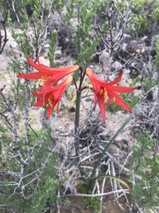 Zephyranthes phycelloides