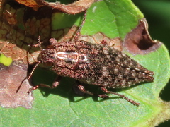 Dicerca pugionata