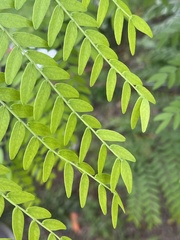Gleditsia