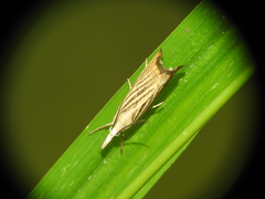 Chrysoteuchia culmella