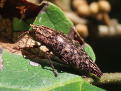 Dicerca pugionata