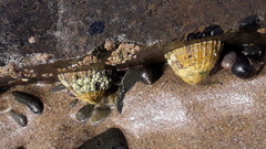 Patella vulgata