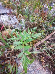 Ligusticum canbyi