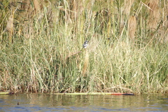 Ceryle rudis rudis