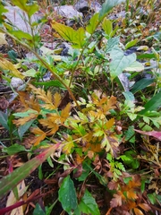 Ligusticum canbyi