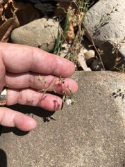 Acmispon americanus americanus