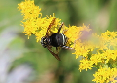 Spilomyia fusca