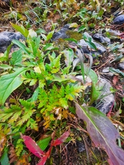 Ligusticum canbyi