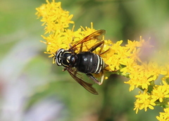 Spilomyia fusca