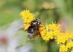 Spilomyia fusca