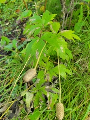 Anemone cylindrica