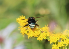 Spilomyia fusca