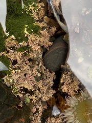 Corallina officinalis