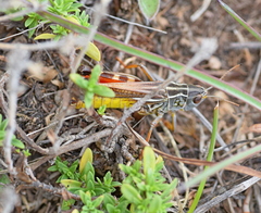 Arcyptera microptera