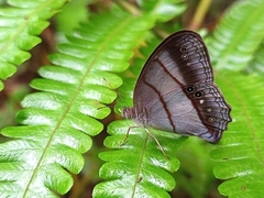 Archeuptychia cluena