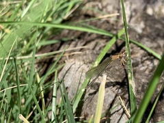 Ischnura damula
