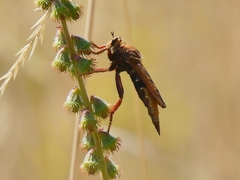 Asilus crabroniformis