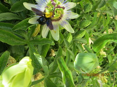 Xylocopa violacea