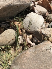 Acmispon americanus americanus