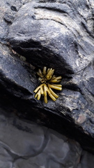 Pelvetia canaliculata
