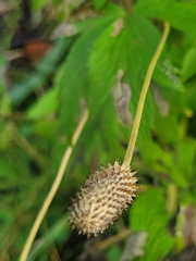 Anemone cylindrica