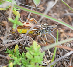 Arcyptera microptera