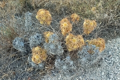 Carlina corymbosa