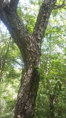 Lysiloma divaricatum