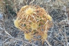 Carlina corymbosa