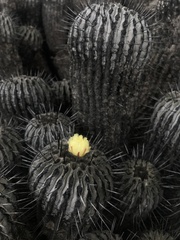 Copiapoa dealbata