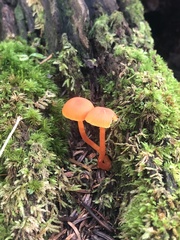 Hygrocybe miniata
