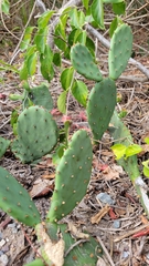 Opuntia humifusa