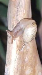Sheldoniinae