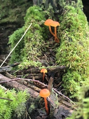 Hygrocybe miniata