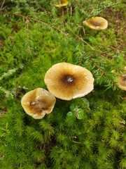 Tricholoma sejunctum