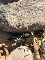 Acmispon americanus americanus