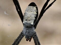 Argiope radon