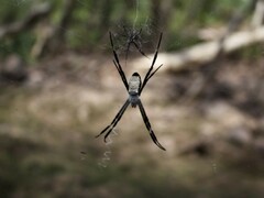 Argiope radon