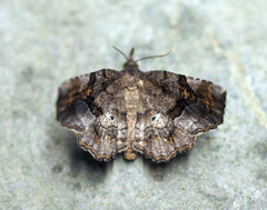 Pangrapta decoralis