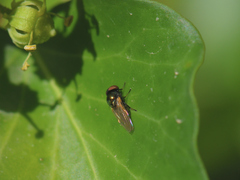 Calliopum