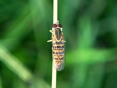 Toxomerus politus