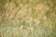 Centropus cupreicaudus