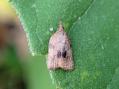 Platynota