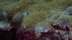 Palythoa caribaeorum