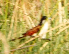 Centropus cupreicaudus