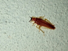 Blattodea