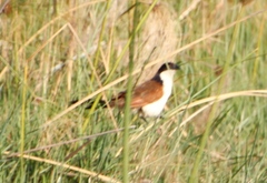 Centropus cupreicaudus