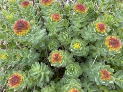 Rhodiola rosea