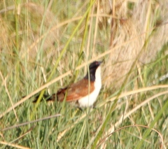 Centropus cupreicaudus