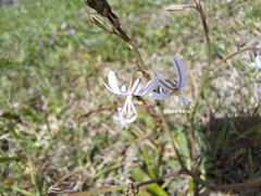 Trachyandra muricata